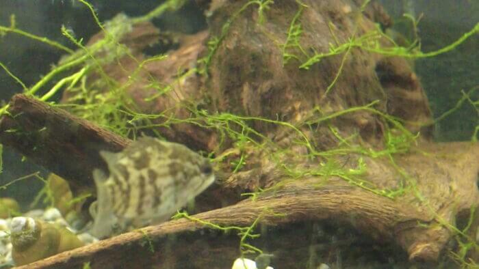 土屋観賞魚販売株式会社