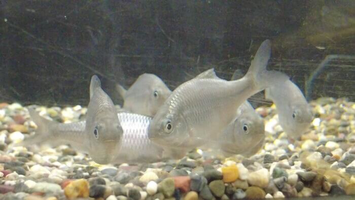 土屋観賞魚販売株式会社