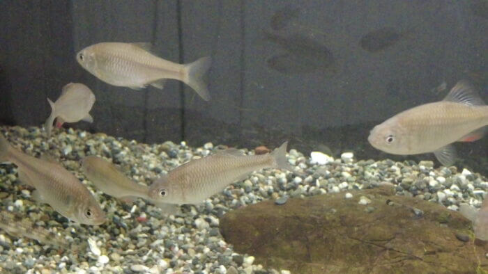 土屋観賞魚販売株式会社