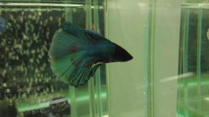 土屋観賞魚販売株式会社