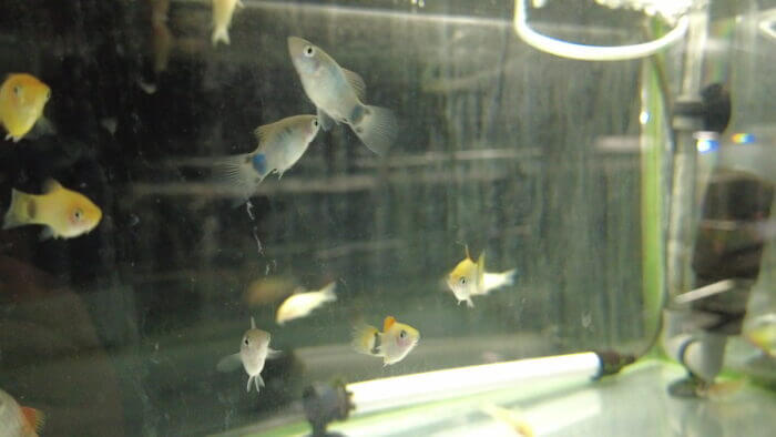 土屋観賞魚販売株式会社