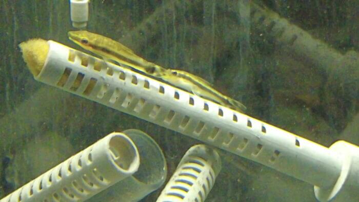 土屋観賞魚販売株式会社