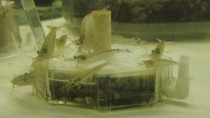 土屋観賞魚販売株式会社