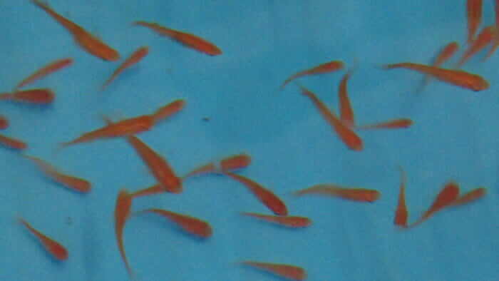 土屋観賞魚販売株式会社