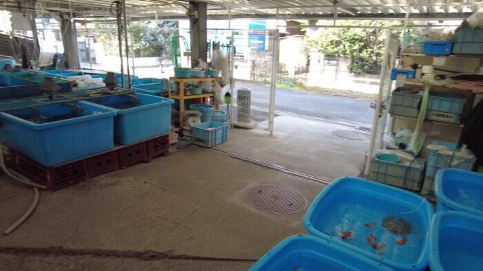土屋観賞魚販売株式会社