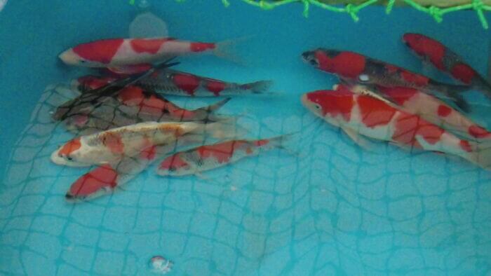 土屋観賞魚販売株式会社