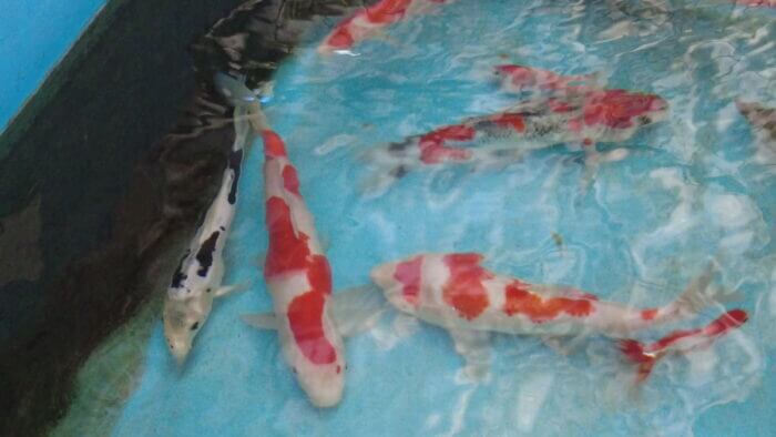 土屋観賞魚販売株式会社