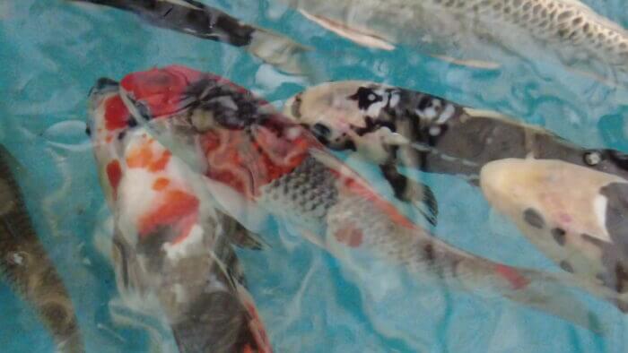 土屋観賞魚販売株式会社