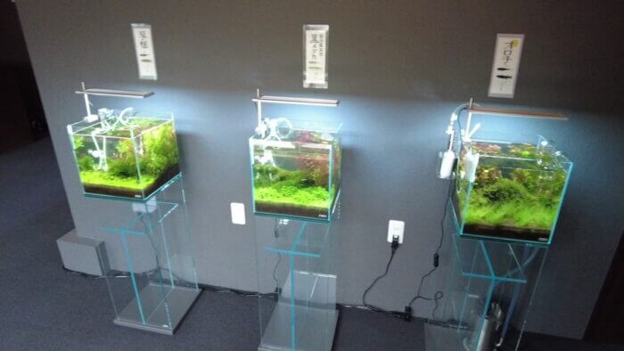 みぞのくちめだか販売店