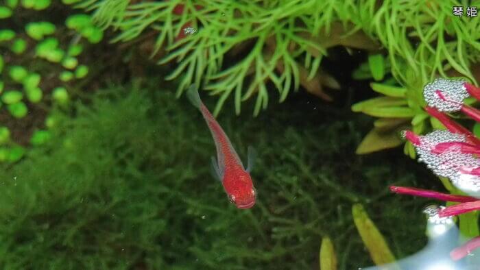 みぞのくちめだか販売店