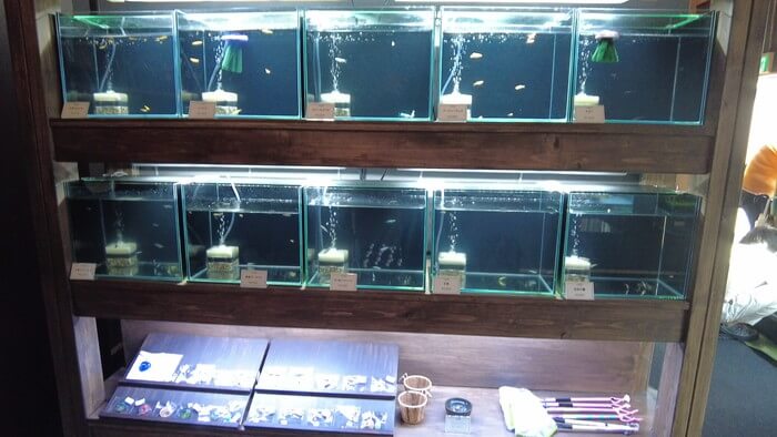 みぞのくちめだか販売店