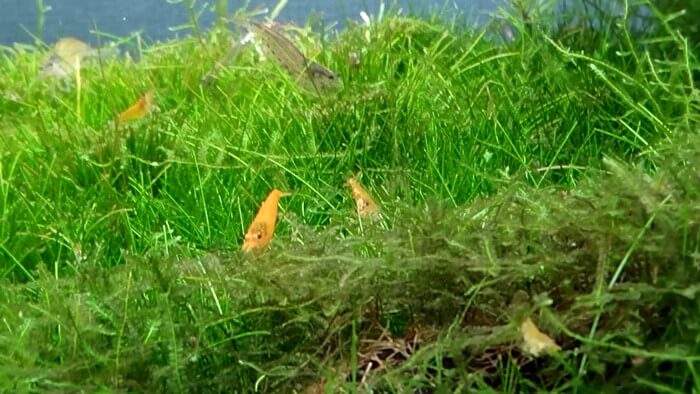 みぞのくちめだか販売店