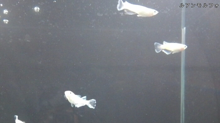 みぞのくちめだか販売店