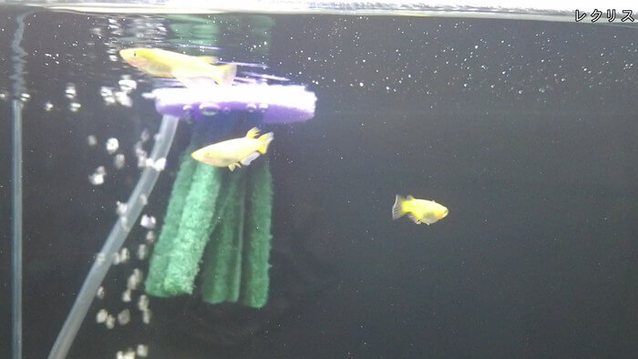 みぞのくちめだか販売店