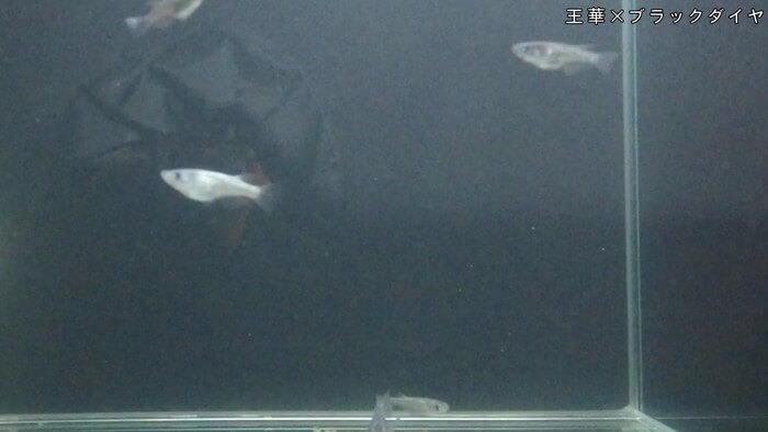 みぞのくちめだか販売店