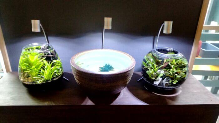 みぞのくちめだか販売店