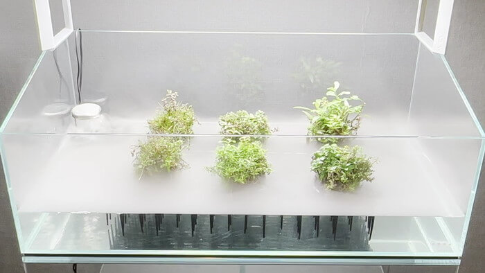 みぞのくちめだか販売店