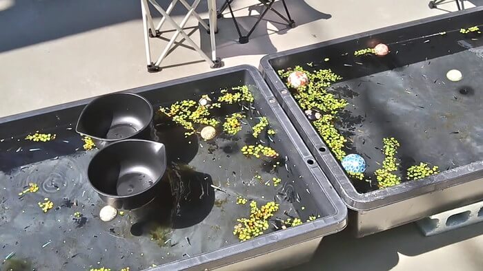 みぞのくちめだか販売店