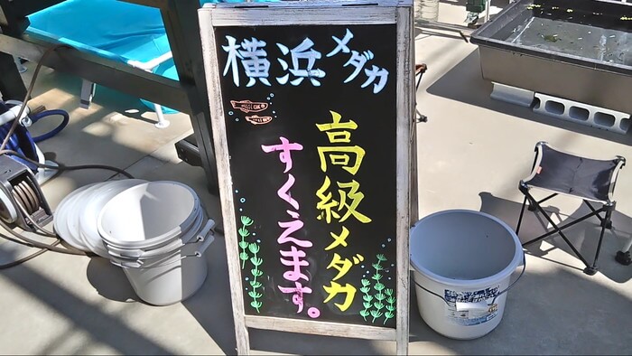 みぞのくちめだか販売店