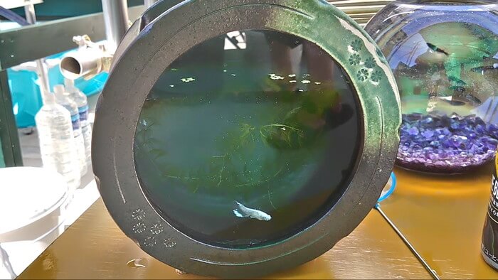 みぞのくちめだか販売店