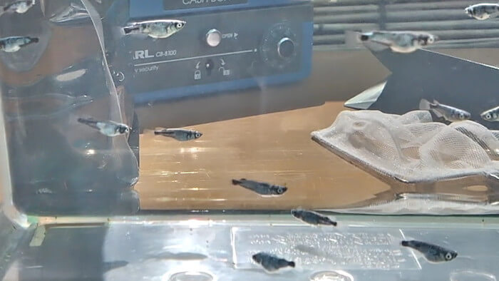 みぞのくちめだか販売店