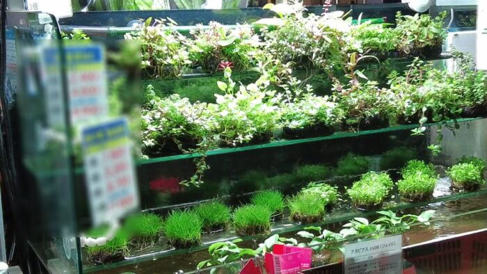 トロピランド小平店