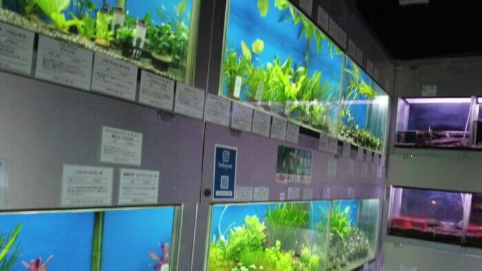 トロピランド小平店