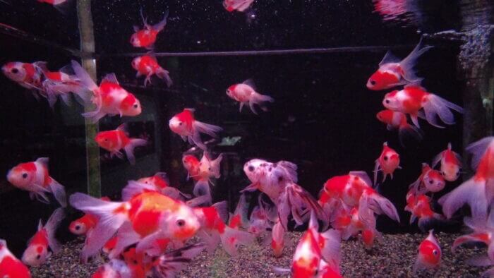 トロピランド小平店