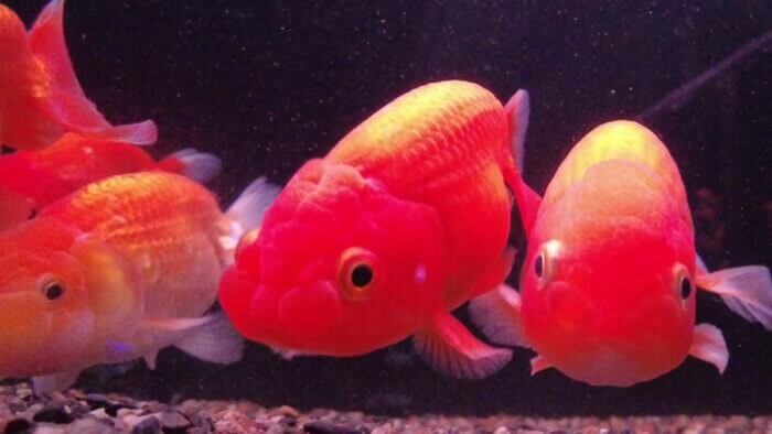 トロピランド小平店