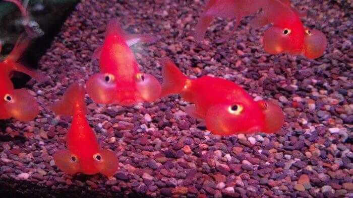 トロピランド小平店