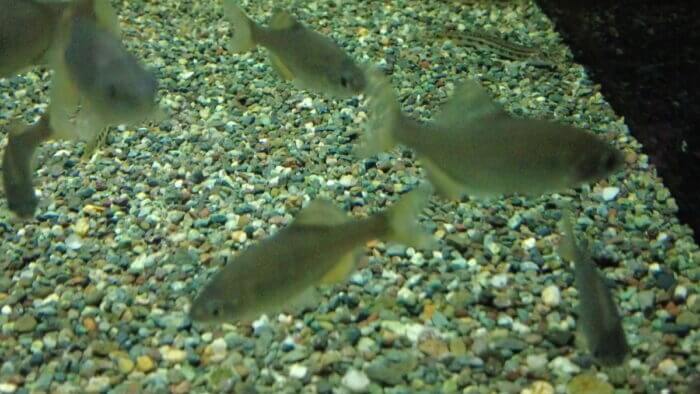 トロピランド小平店