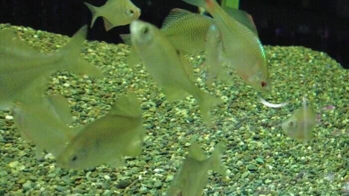 トロピランド小平店