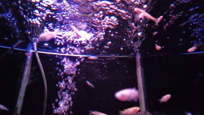 トロピランド小平店