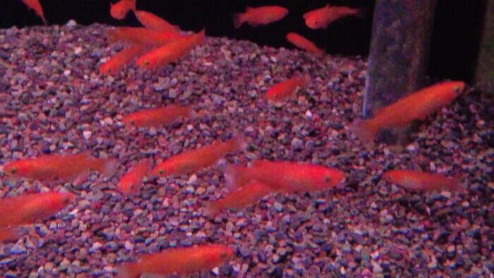 トロピランド小平店