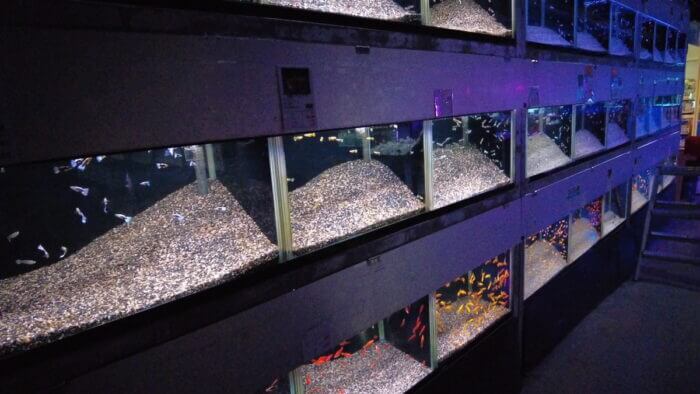 トロピランド小平店