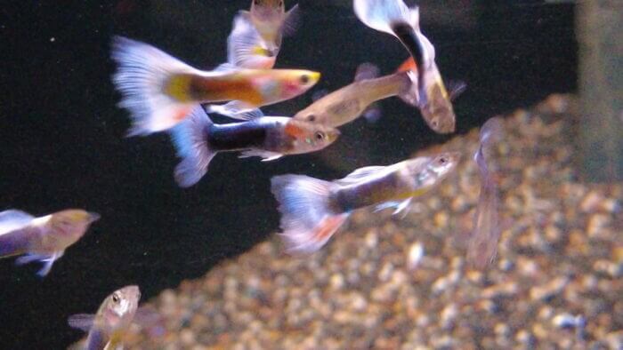 トロピランド小平店