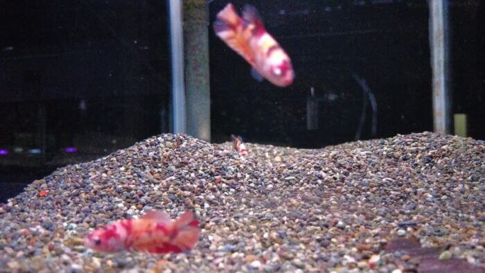 トロピランド小平店