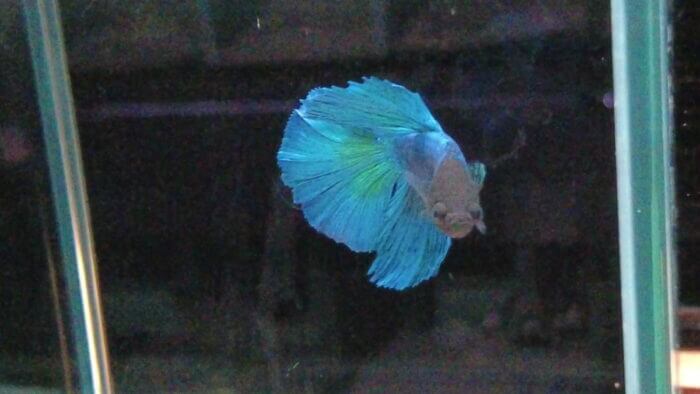 トロピランド小平店