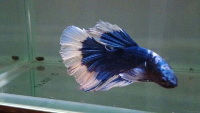 トロピランド小平店