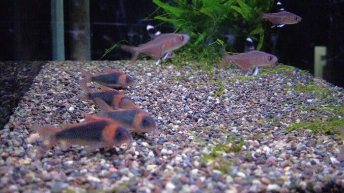 トロピランド小平店