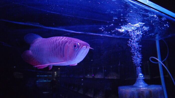 トロピランド小平店