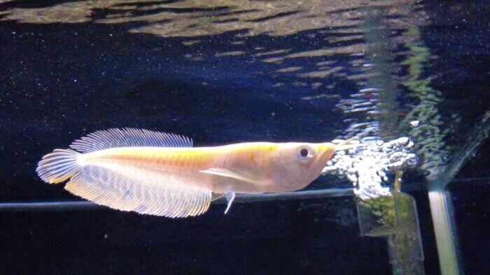 トロピランド小平店