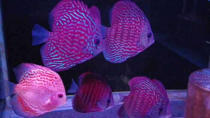 トロピランド小平店