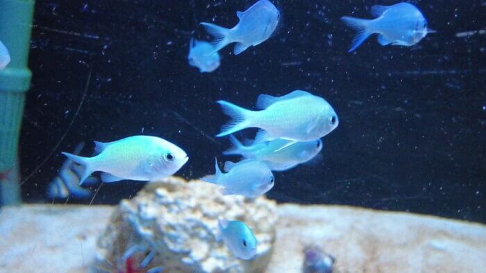 トロピランド小平店