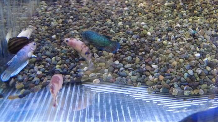 あくあしょっぷ石と泉