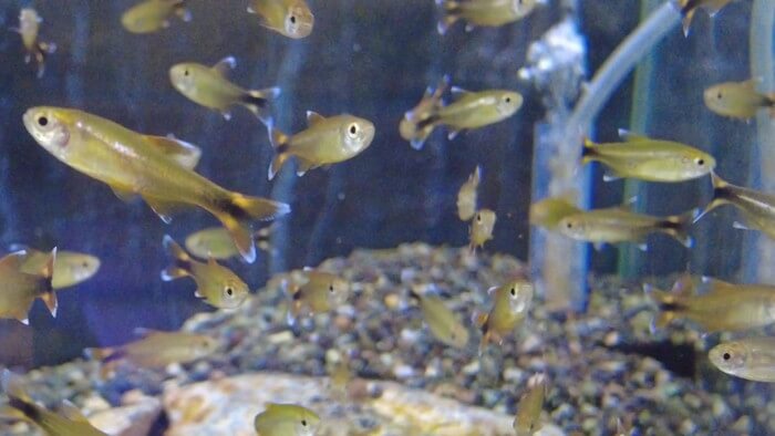 あくあしょっぷ石と泉