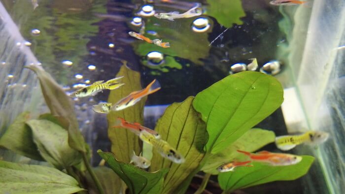 あくあしょっぷ石と泉