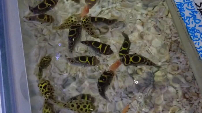 あくあしょっぷ石と泉