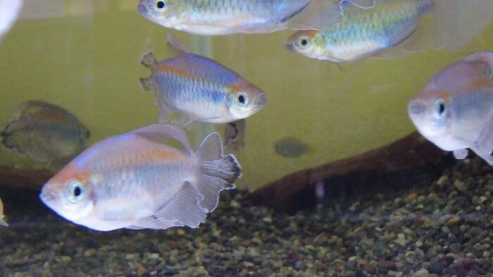 あくあしょっぷ石と泉