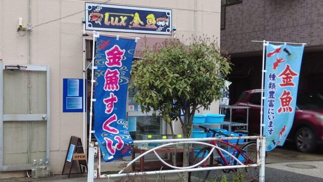 lux金魚